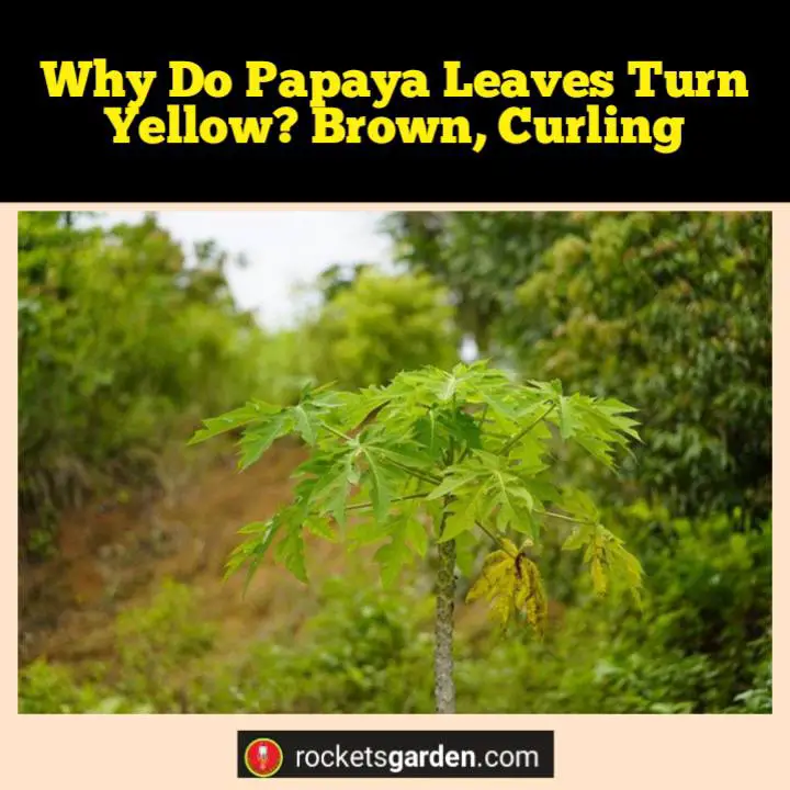 papaya leaves turn yellow