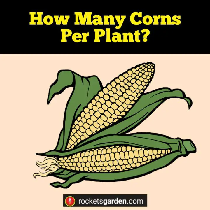 how many corns per plant