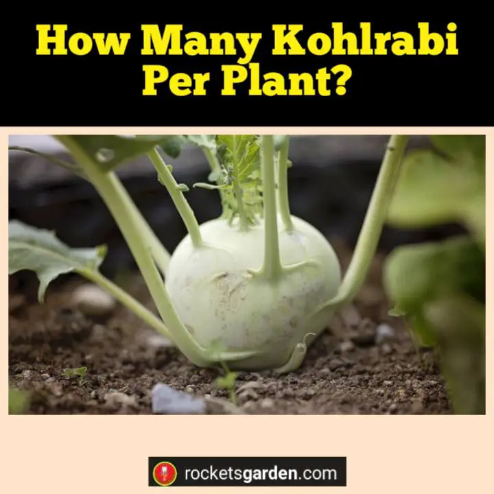 how many kohlrabi per plant