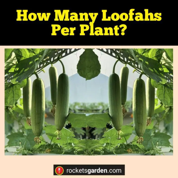 how many loofahs per plant