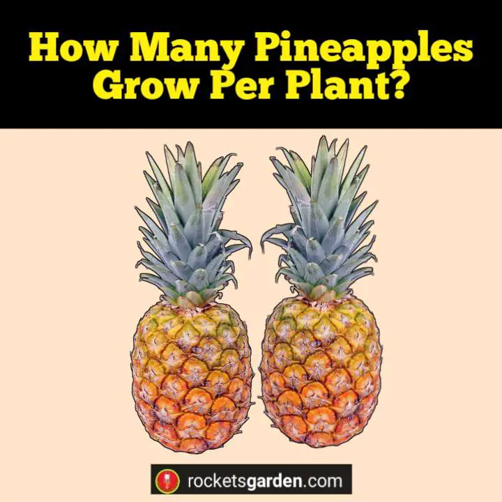 how many pineapples grow per plant