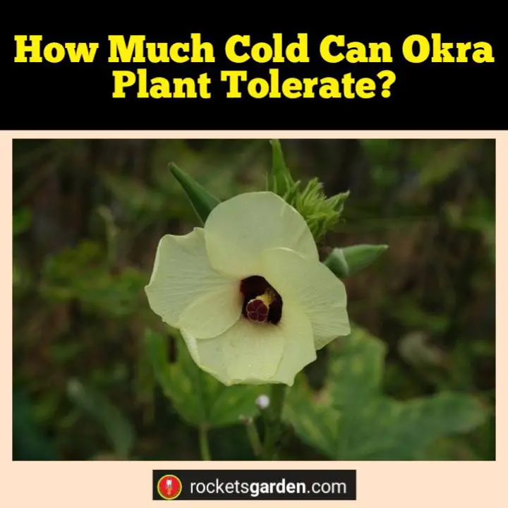 how much cold can okra plant tolerate