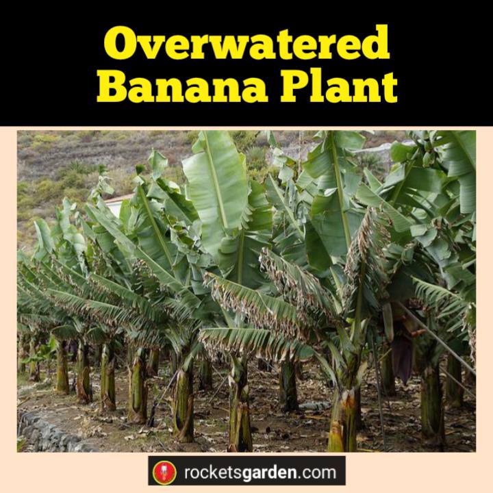overwatered banana plant