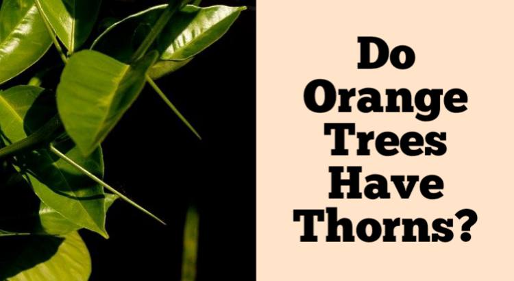 do orange trees have thorns