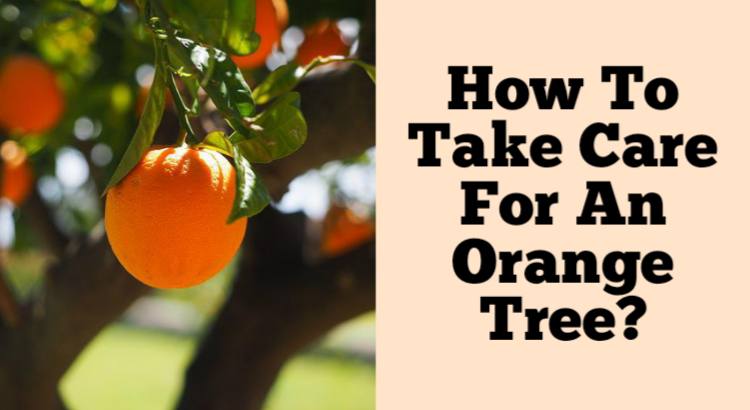 how to take care for an orange tree