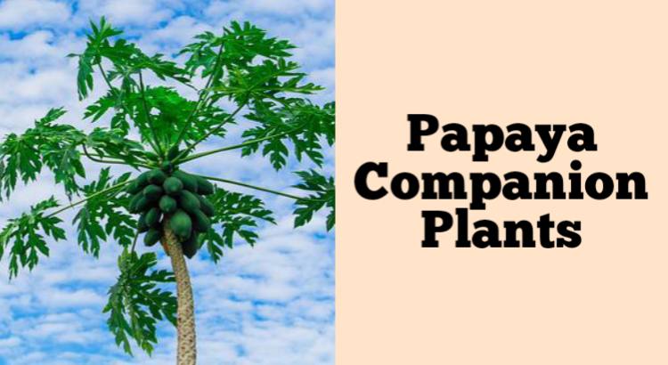 papaya companion plants