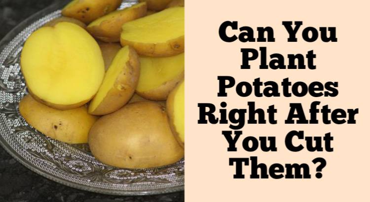 can you plant potatoes right after you cut them