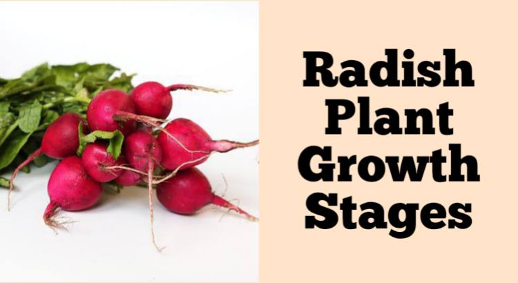 radish growth stages