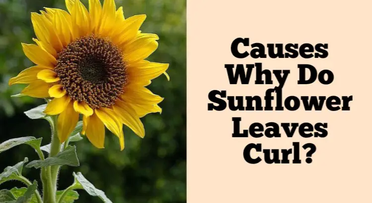 sunflower leaves curling