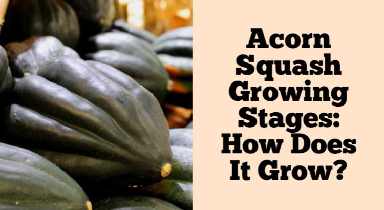 acorn squash growing stages