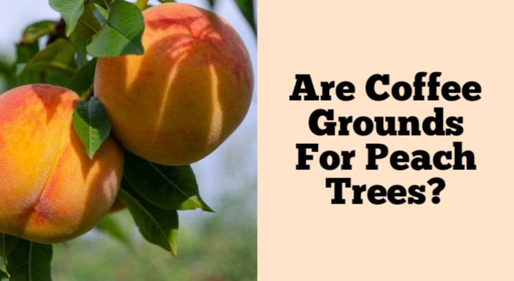 are coffee grounds good for peach trees