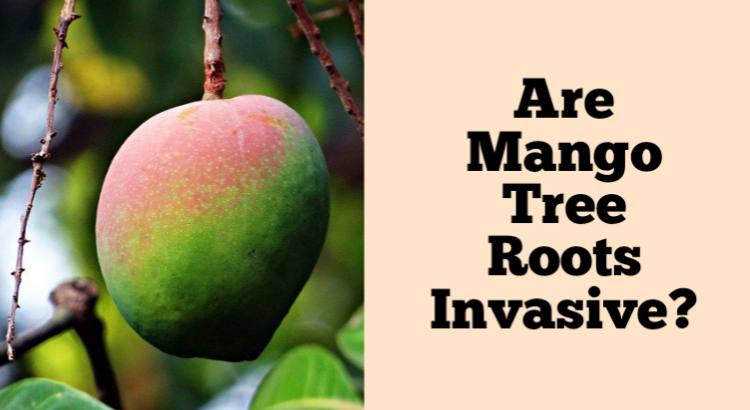 are mango tree roots invasive