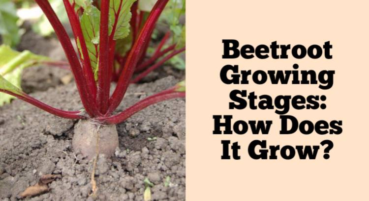 beetroot growing stages