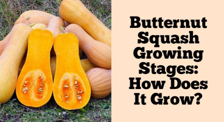 butternut squash growing stages