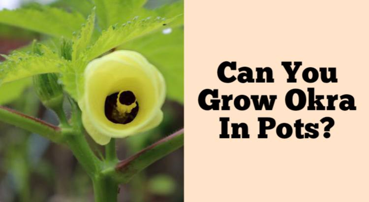 can you grow okra plants in pots