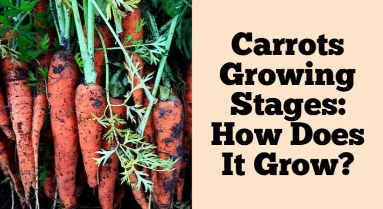 carrots growing stages