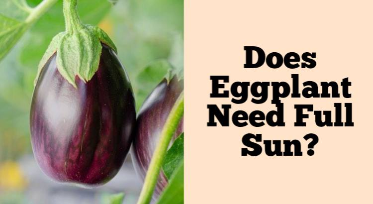 does eggplant need full sun