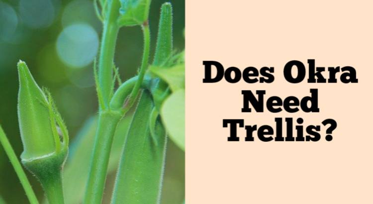 does okra need trellis