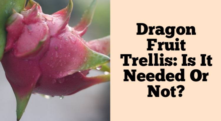 dragon fruit trellis