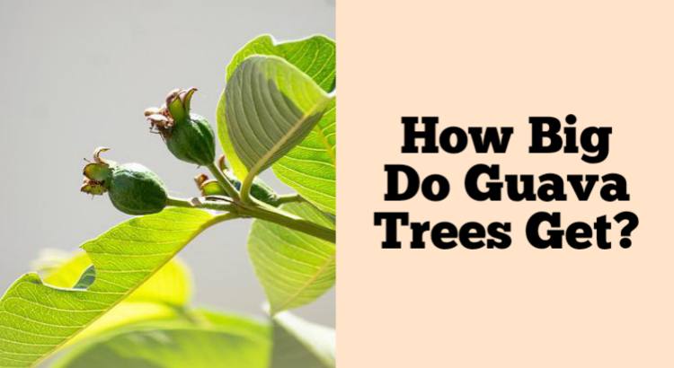 how big do guava trees get