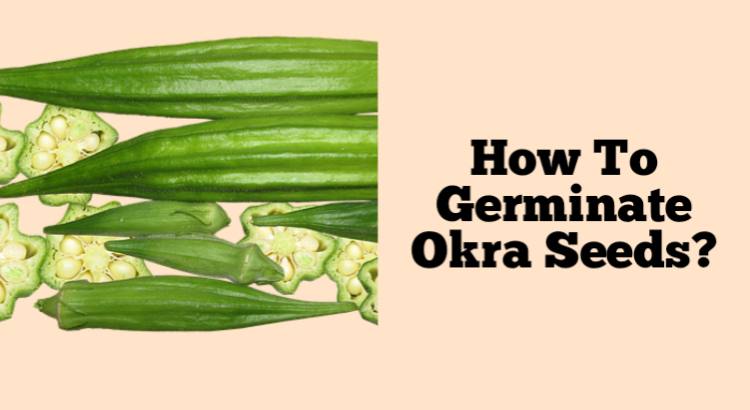 how to germinate okra seeds