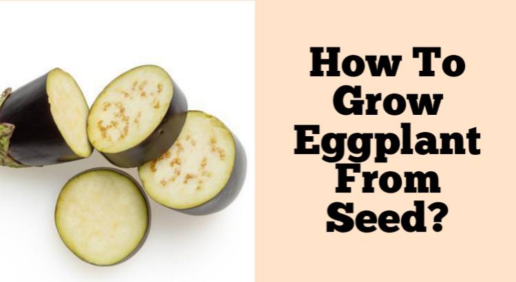 how to grow eggplant from seeds