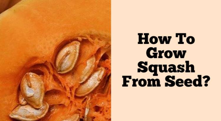 how to grow squash from seed