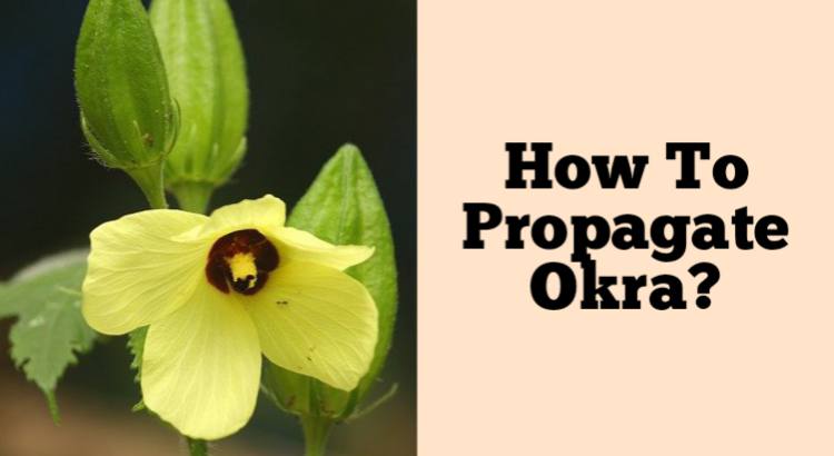 how to propagate okra