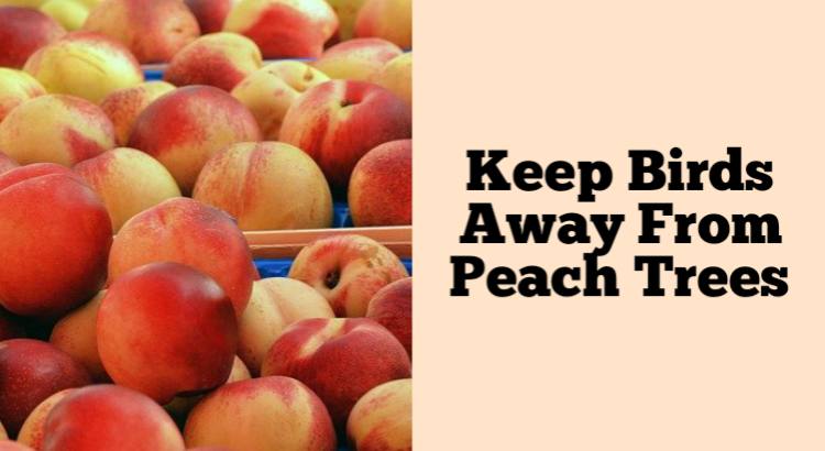 keep birds away from peach trees