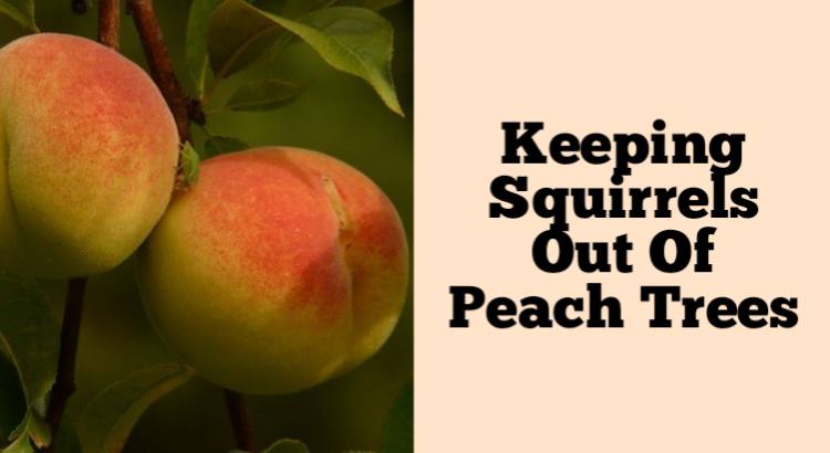 keeping squirrels out of peach trees