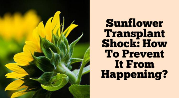 sunflower transplant shock