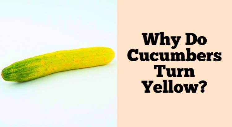 why do cucumbers turn yellow