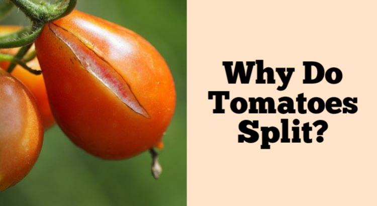 why do tomatoes split