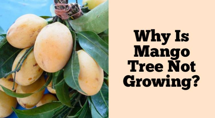 mango tree not growing