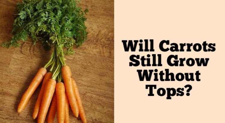 will carrots still grow without tops