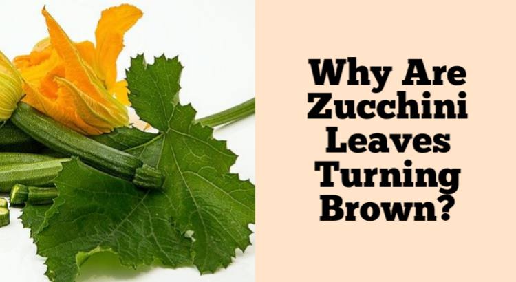 zucchini leaves turning brown