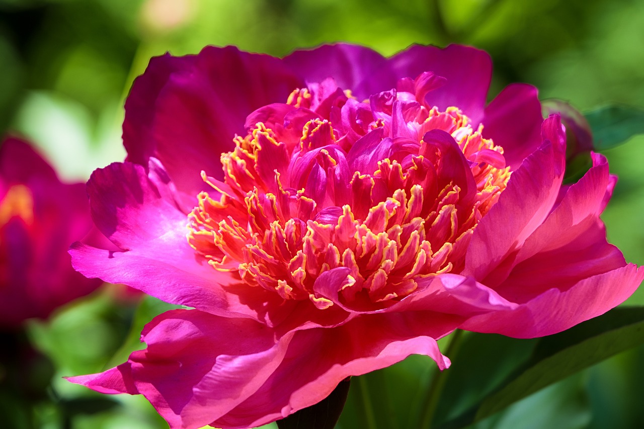 when to plant peonies in NC